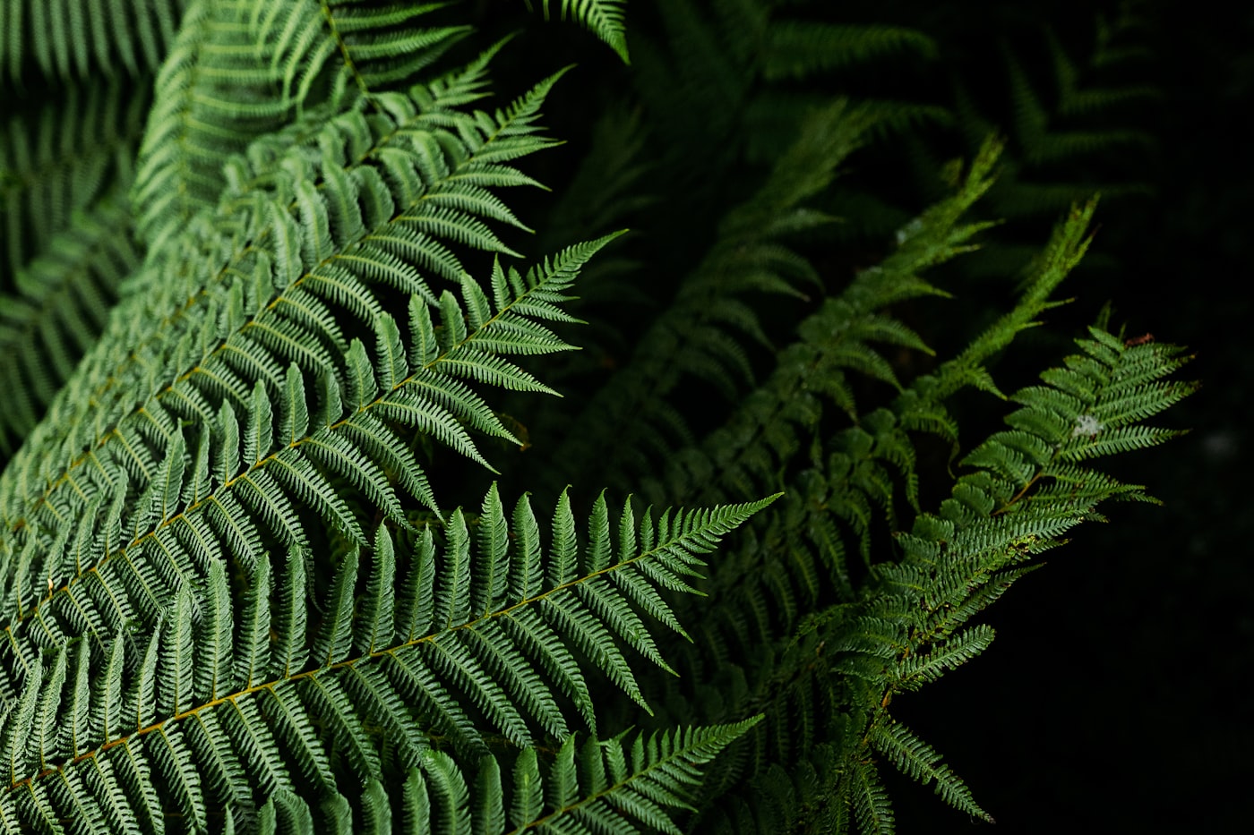 A silver fern frond in close detail