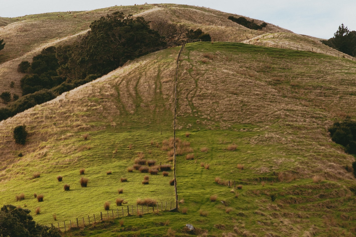 Sheep grazing a steep green New Zealand hill paddock